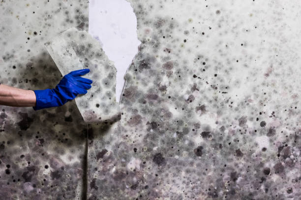 Best Residential Mold Remediation in Lawrenceburg, IN
